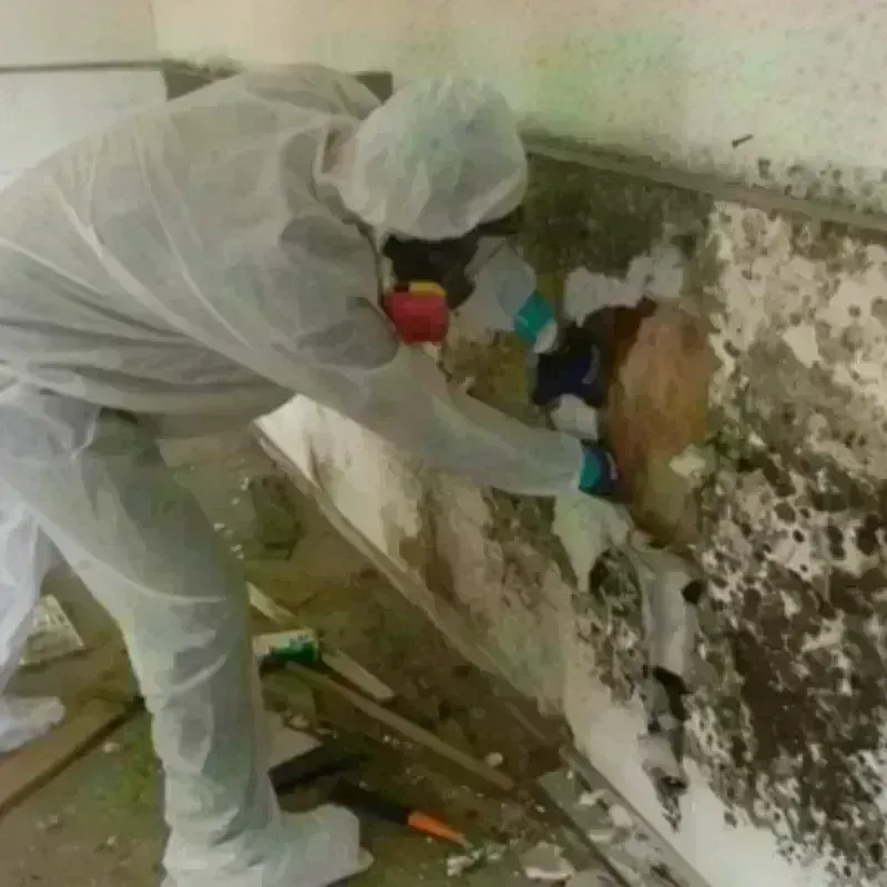 Mold Remediation and Removal in Crescent Springs, KY